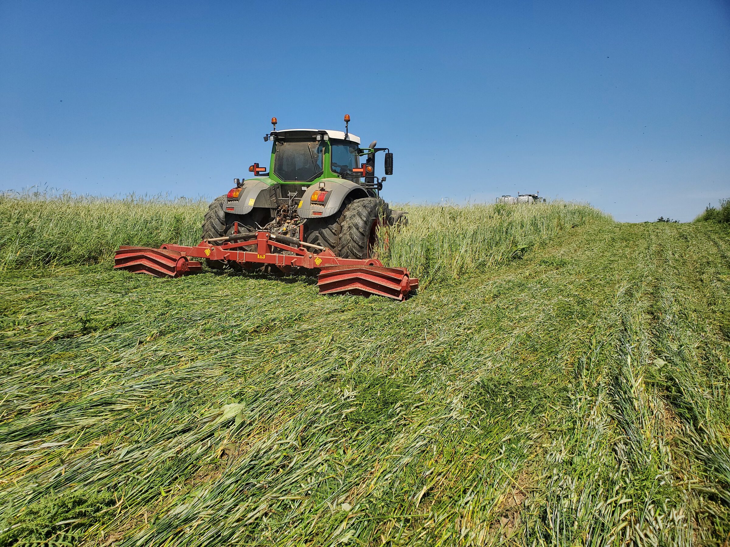 Cover crops protecting soil