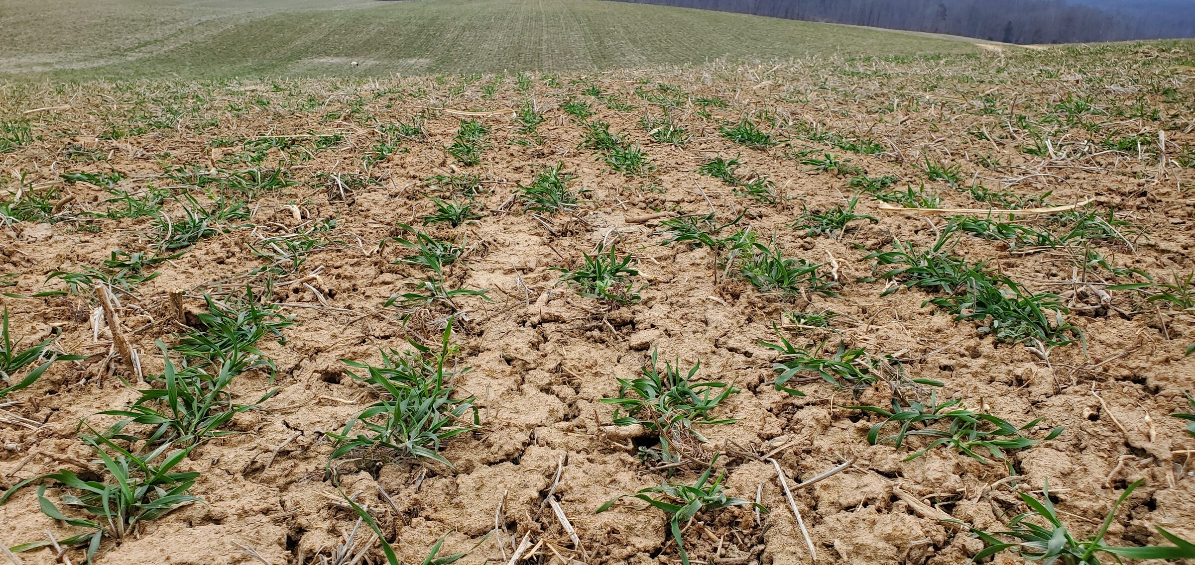 Depleted soil showing the cost of conventional farming