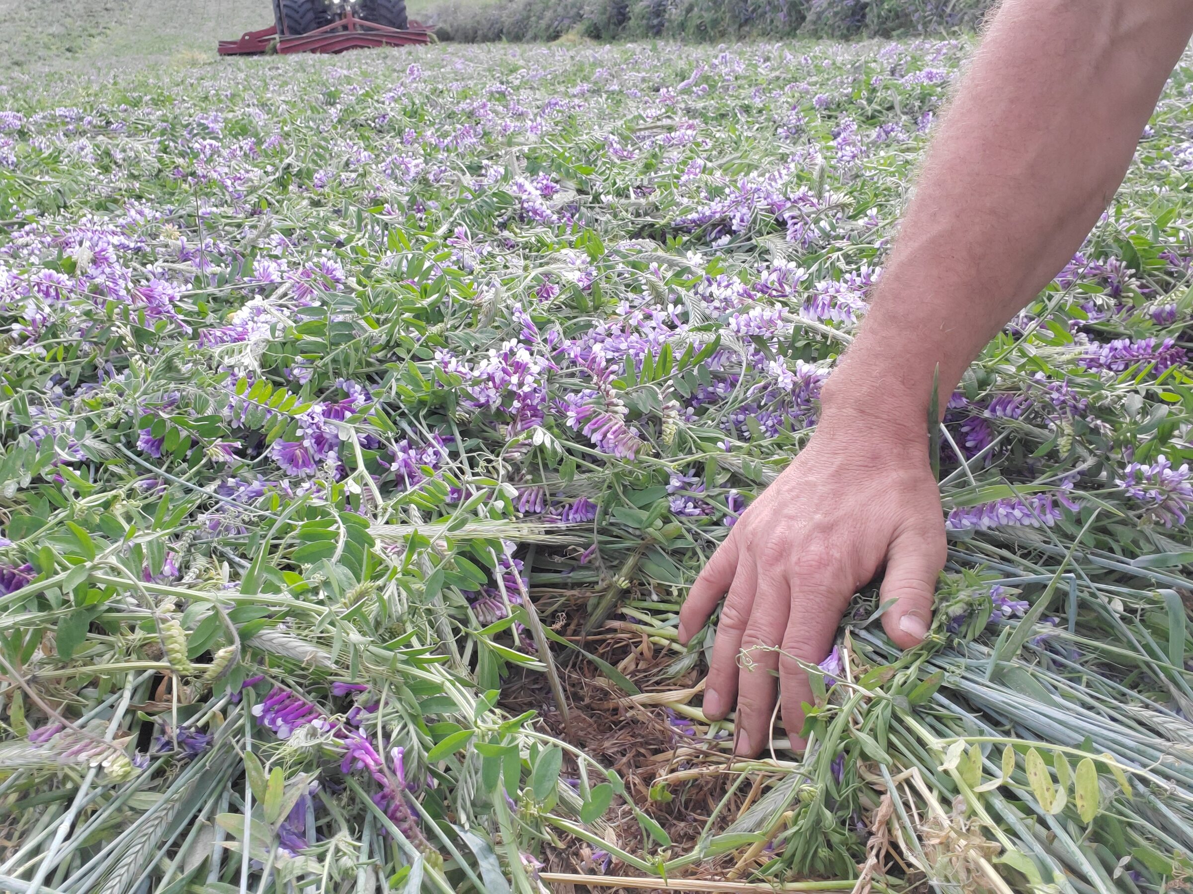 Living roots in healthy soil