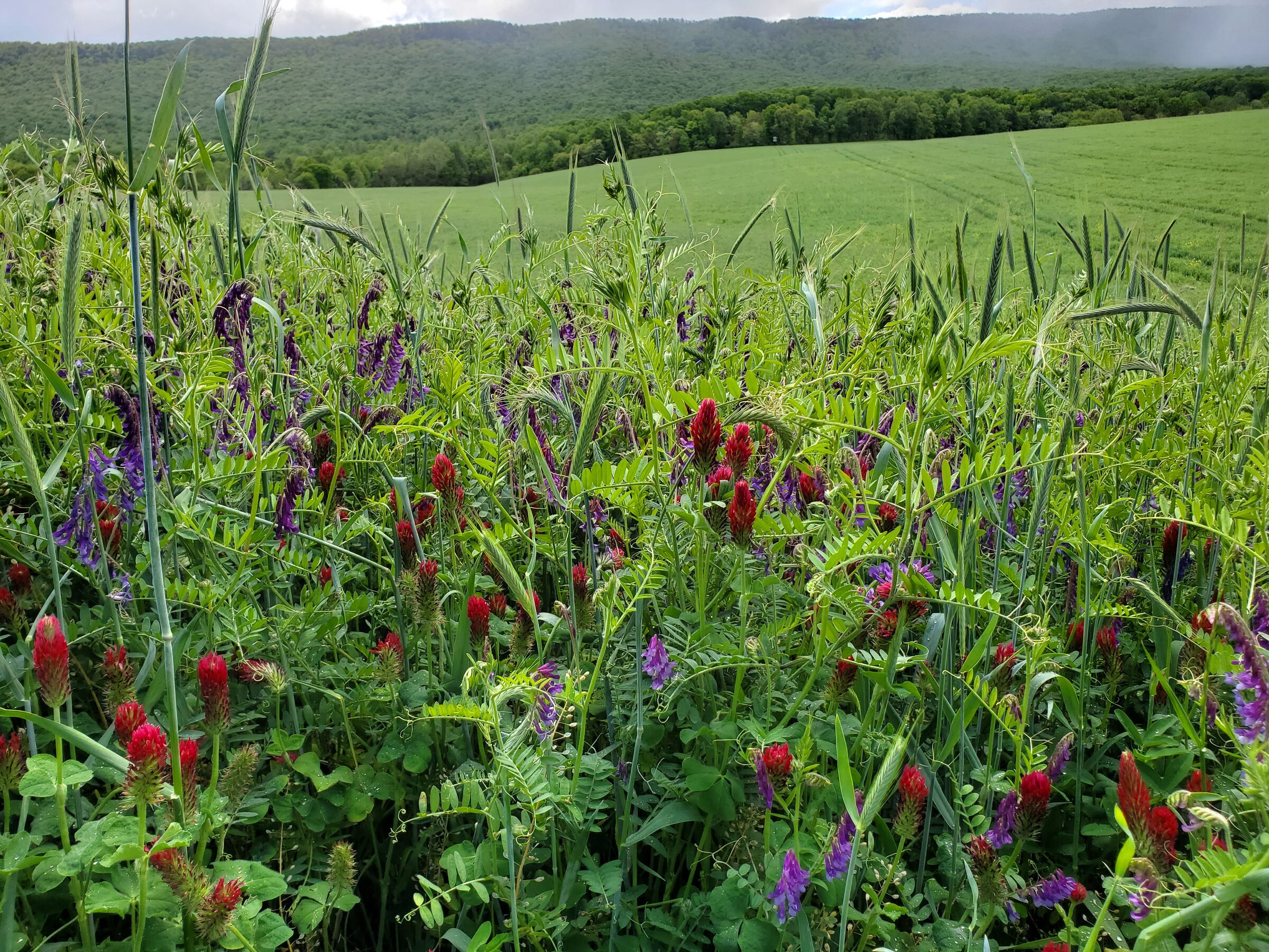 Diverse crops growing together