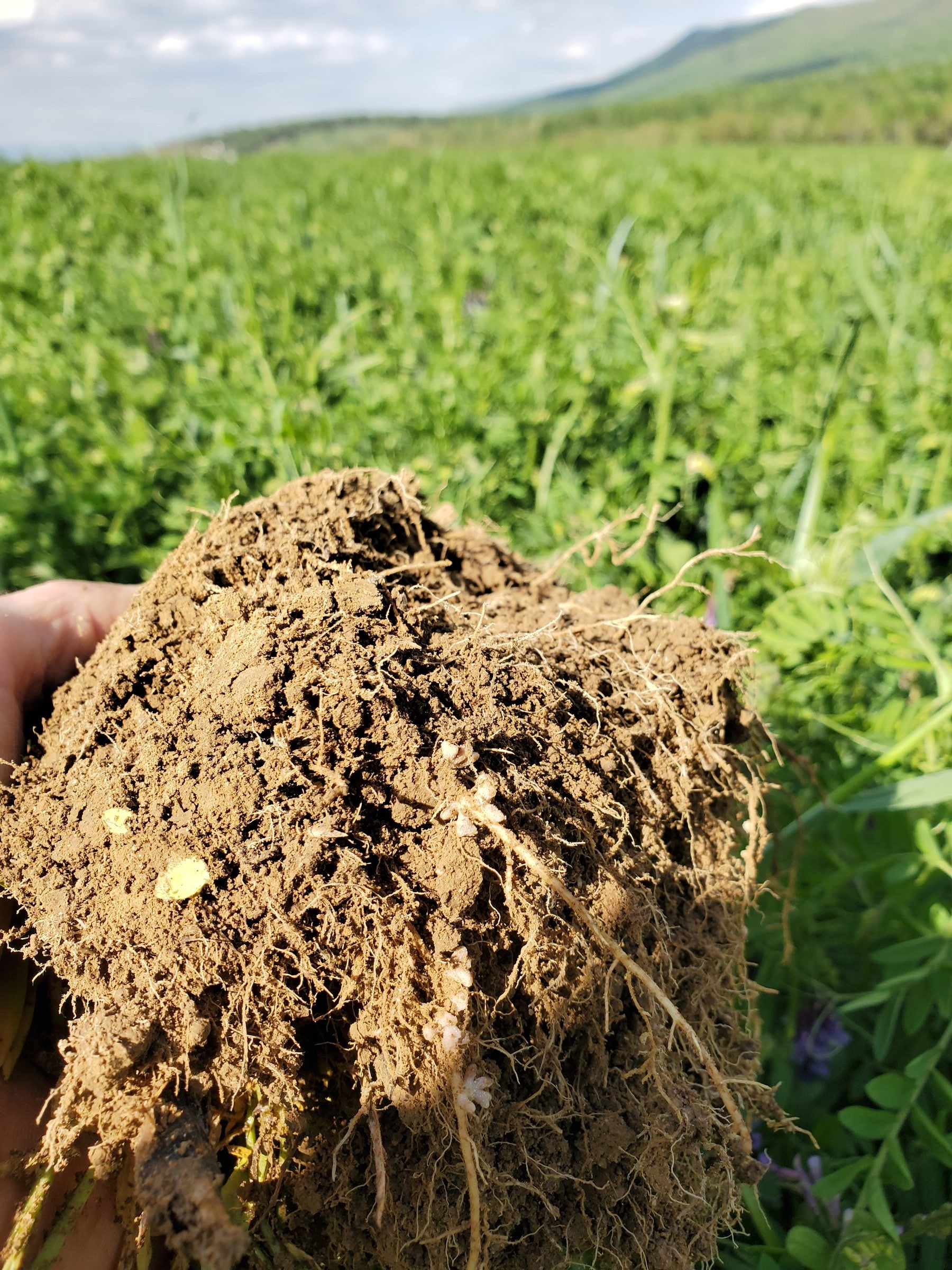 Minimal soil disturbance