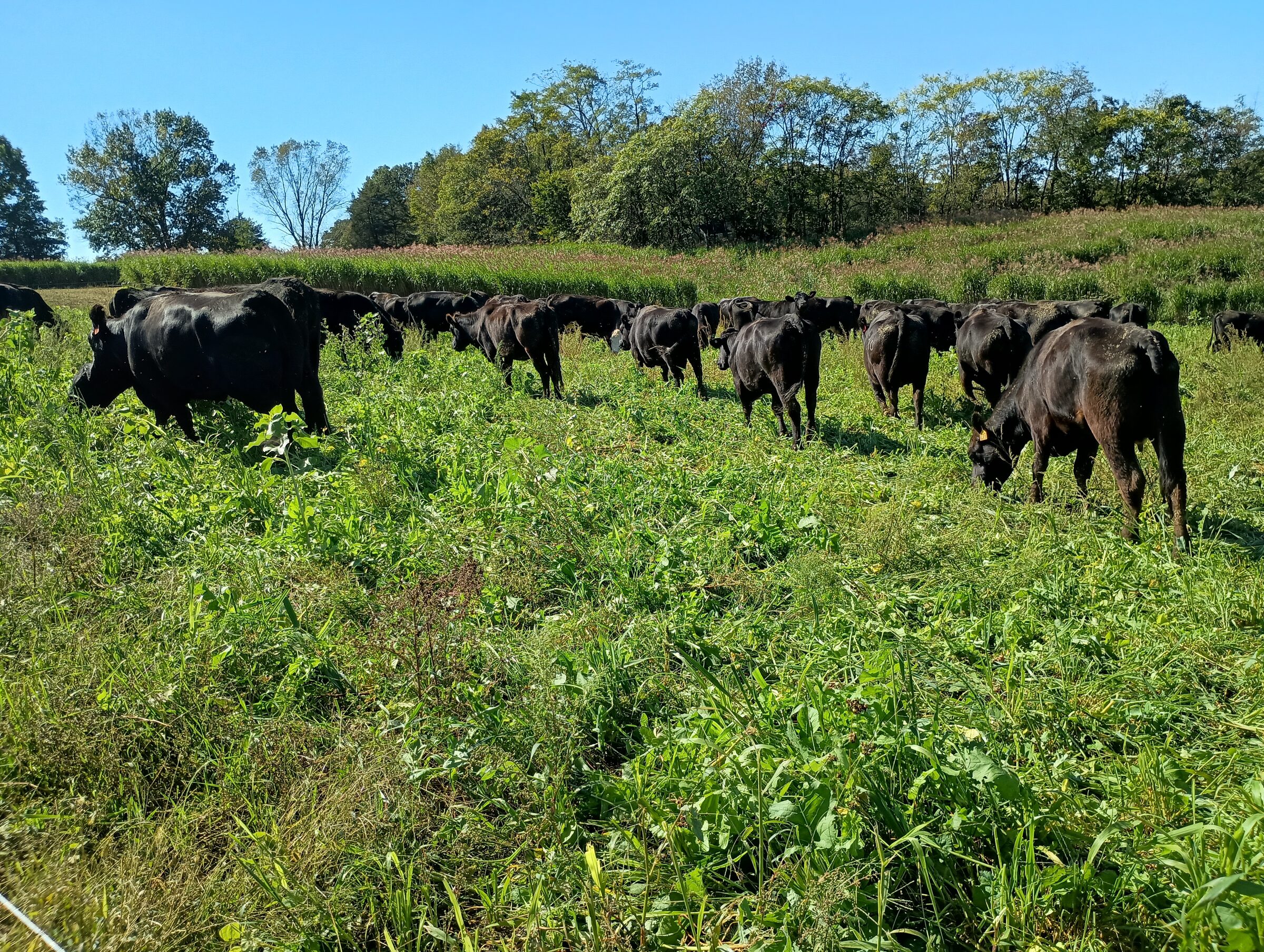 Grazing animals on regenerative farm
